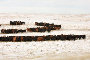 cattle bale grazing on snow in winter