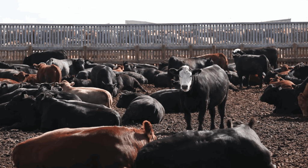 Unwinding the Fiber in Finishing Diets🎙️