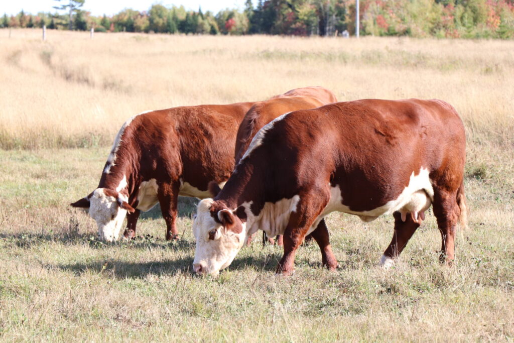 The Ins and Outs of Parasite Management Webinar Recap