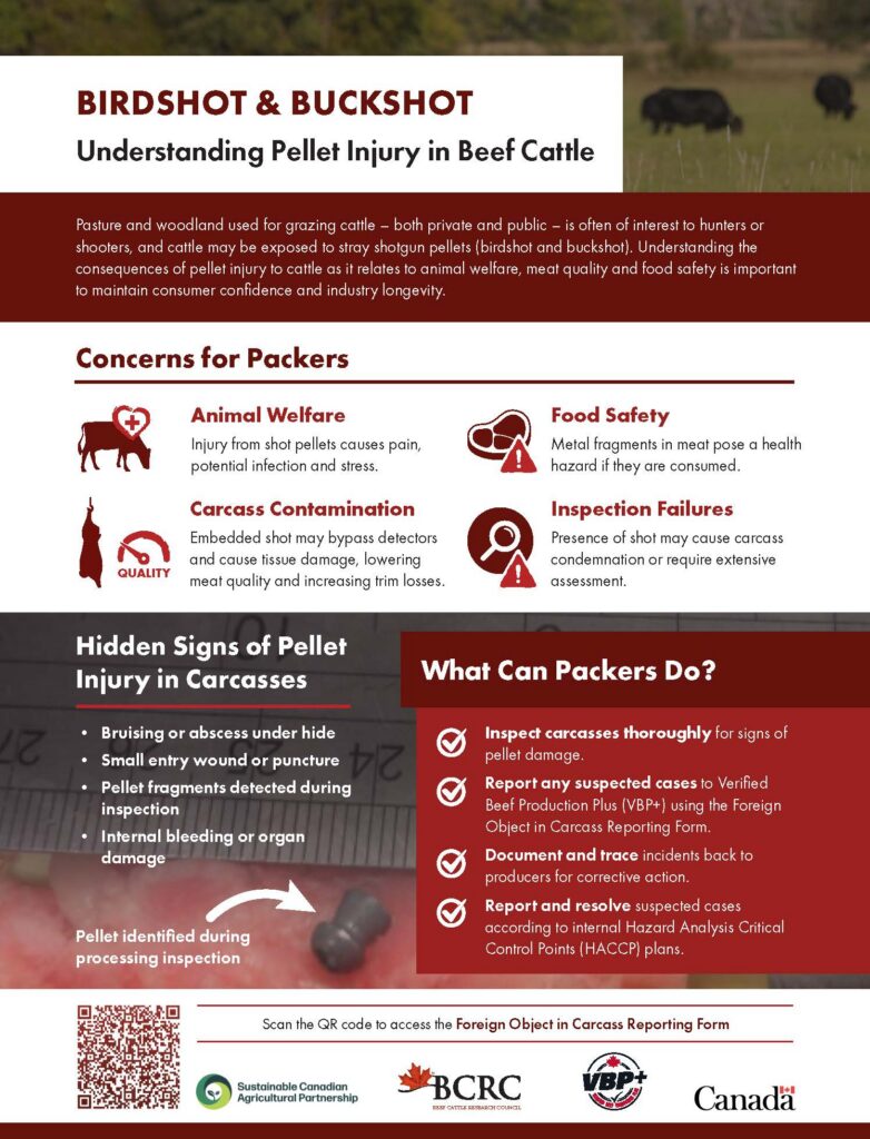 understanding pellet injury in beef cattle from birdshot and buckshot