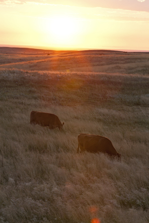 beef cattle grazing in the hot sun
