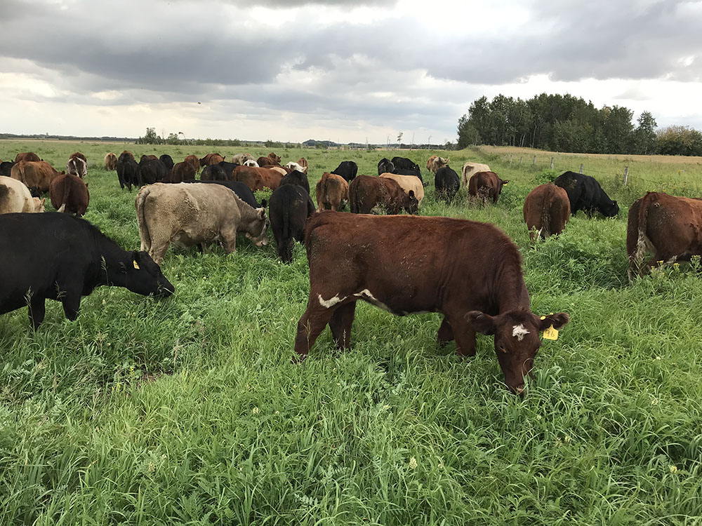 cicer meadow brome mixture cattle seeding
