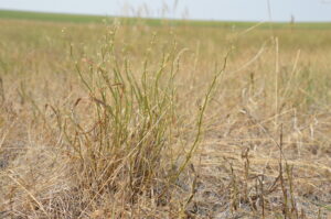 drought withered alfalfa in pasture
