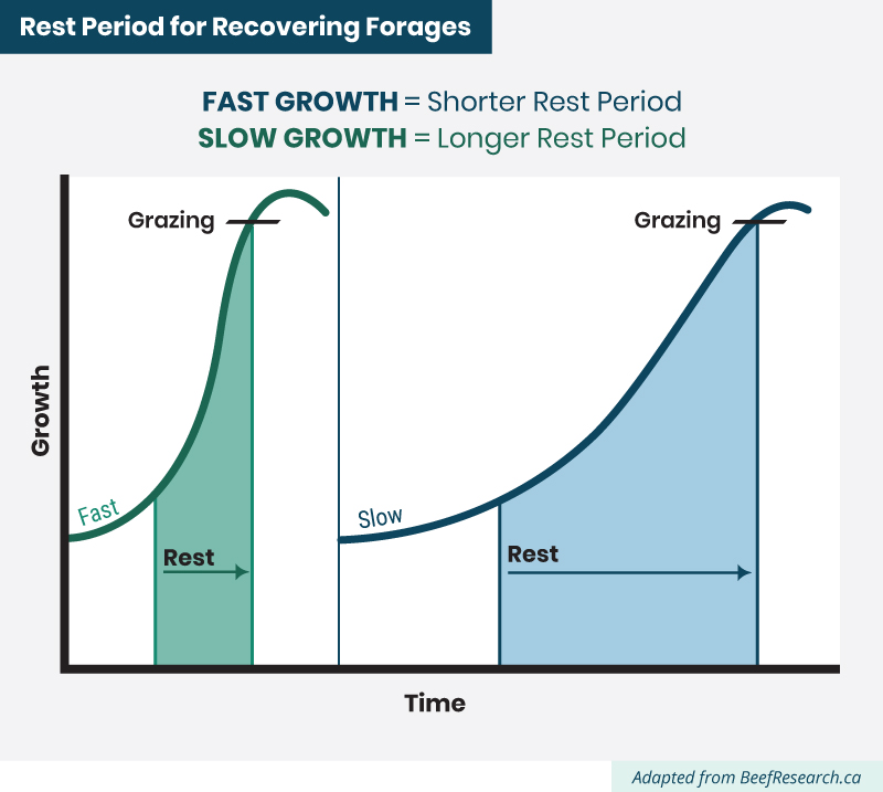 rest period for recovering forages