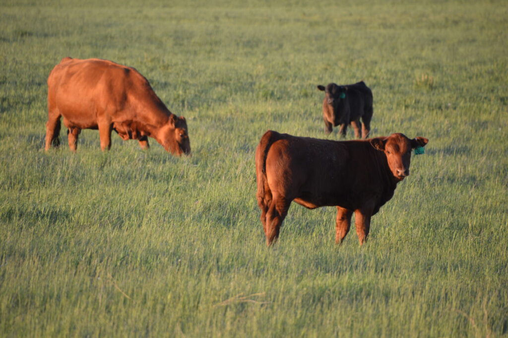red cow and calf grazing green grass