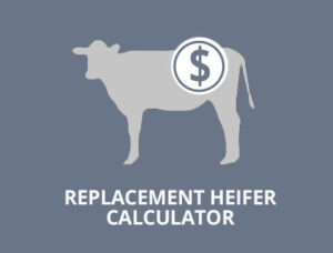 beef cattle research council replacement heifer calculator