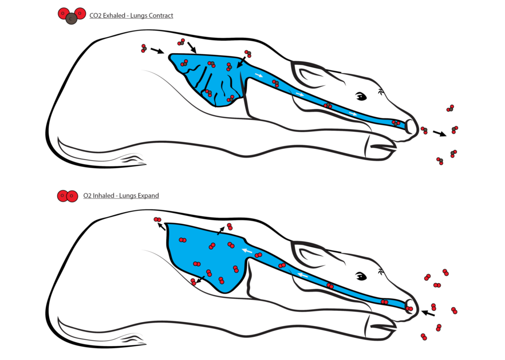 After a normal birth, a calf exhales carbon dioxide and inhales oxygen when the lungs expand