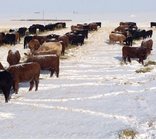 cattle with extended winter grazing in snow