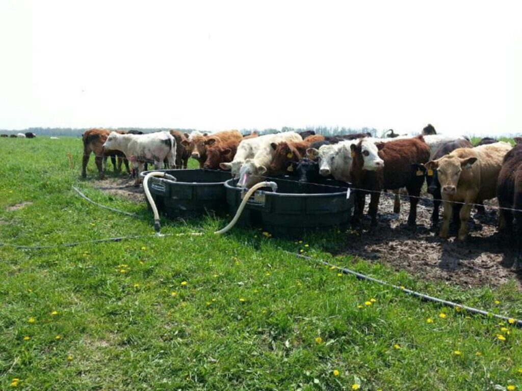 beef cattle drinking from gravity fed water troughs