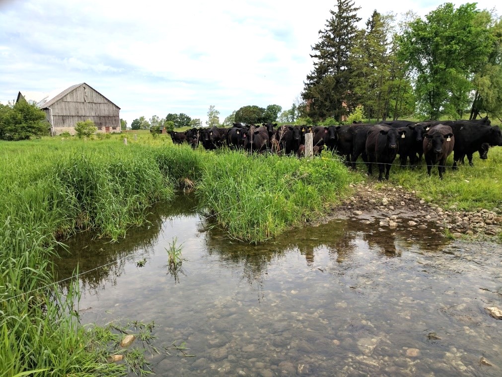 beef cattle at point source water site