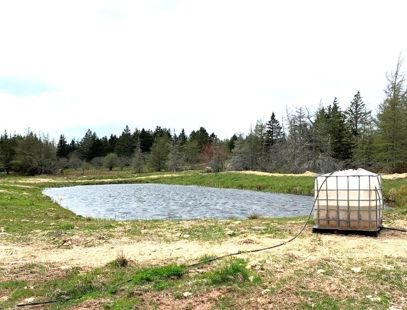 refilling water tote for water beef cattle on pasture