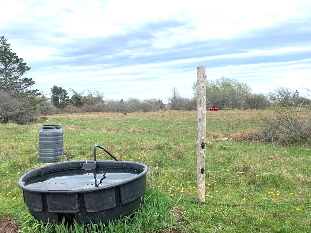 stock tank setup for beef cattle