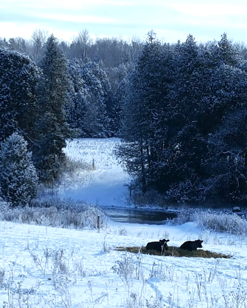beef cattle bedded at river crossing