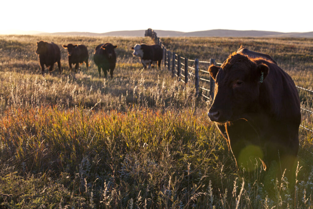 beef bulls at sunset