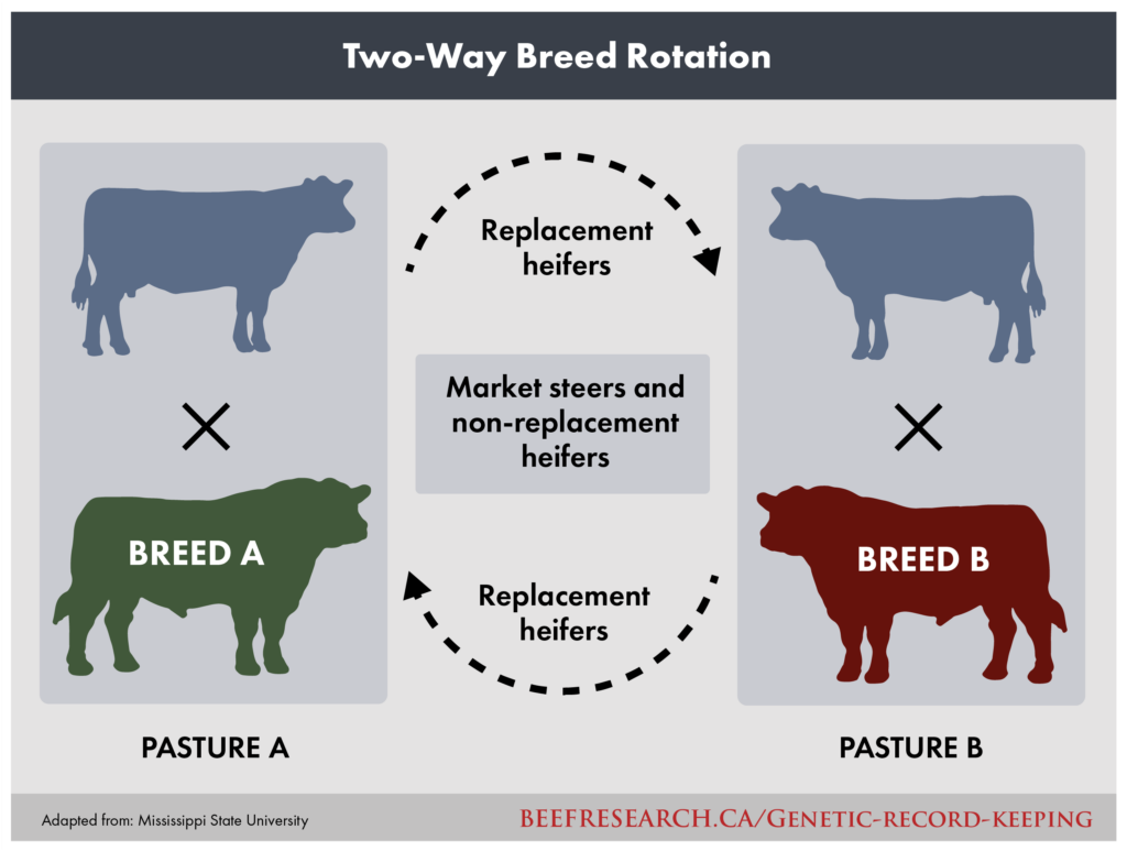 two-way crossbreeding rotation