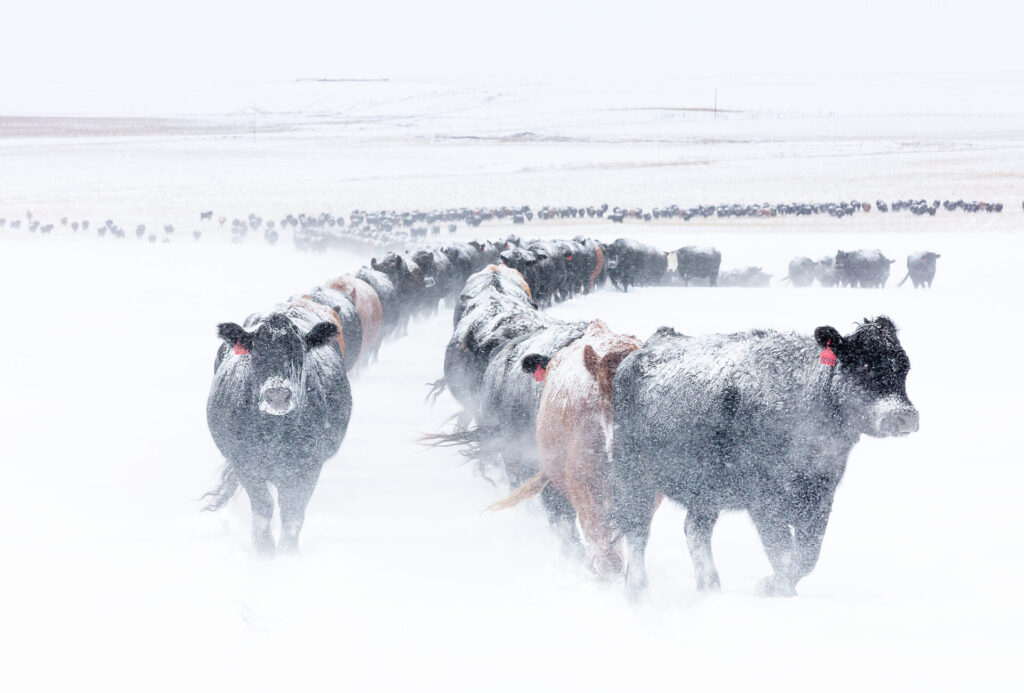 mixed beef herd in blizzard snow in winter