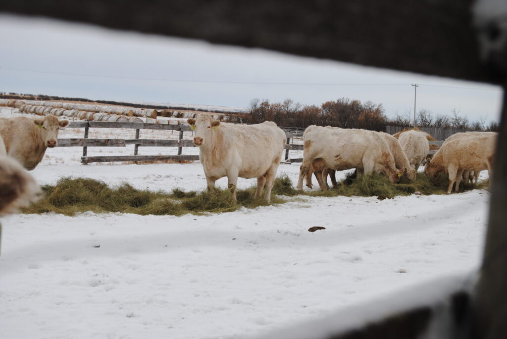 Charolais cows eating hay