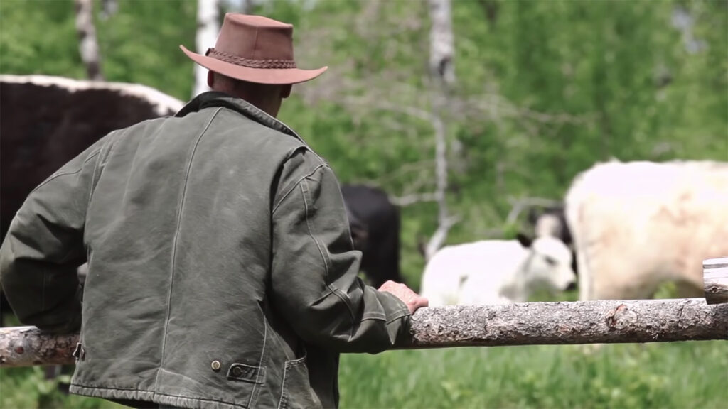 Canadian beef producer surveying cattle
